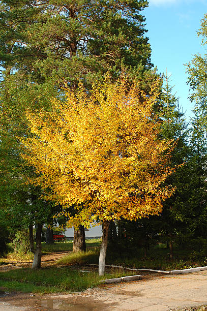 Autumn tree with yellow leaves. stock photo
