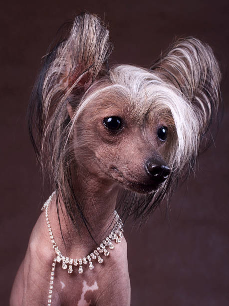 istock The Chinese Crested Dog 147050215