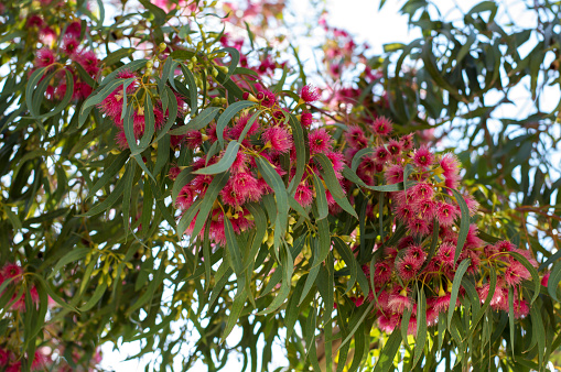 Beautiful Australian native plant red flowering blooming gumtree and eucalyptus leaves defocused at the background