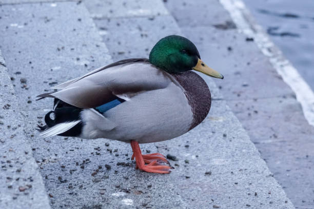 istock Close up of bird perching on stone stairs 1470502720