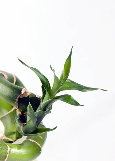 istock young green sprout of bamboo 147050386