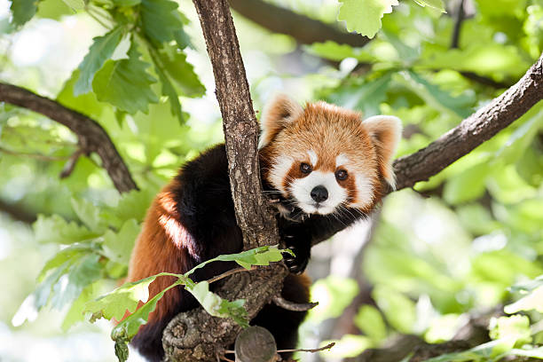 oso panda en un árbol rojo - panda animal fotografías e imágenes de stock