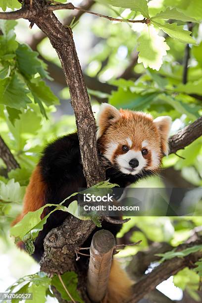Red Panda In A Tree Stock Photo - Download Image Now - Red Panda, Animal, Animal Hair