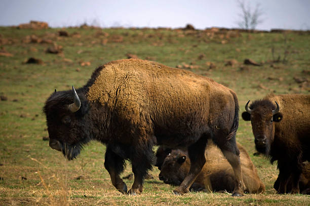 istock Bison on in last of winter grass 147050535