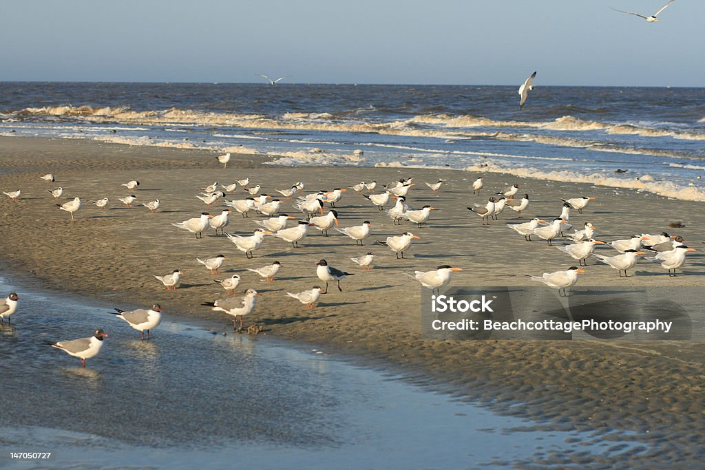Shore uccelli - Foto stock royalty-free di Isola di Tybee