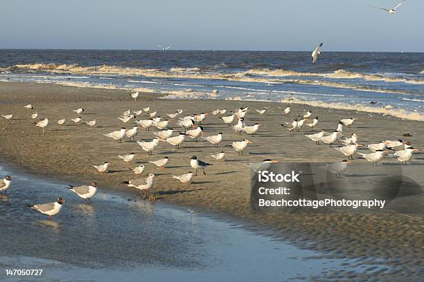 Shore Uccelli - Fotografie stock e altre immagini di Isola di Tybee - Isola di Tybee, Spiaggia, Charadrii - Uccello