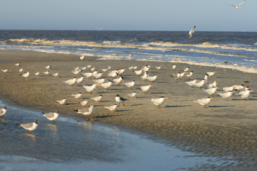 A group of shore birds (Terns) on a coastal Georgia beach.
