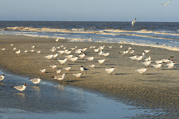 pássaros em terra - cumberland island - fotografias e filmes do acervo