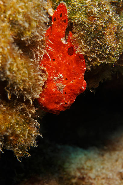 Longlure Frogfish red Longlure Frogfish (Antennarius multiocellatus), red colored, perched on coral red frog fish stock pictures, royalty-free photos & images