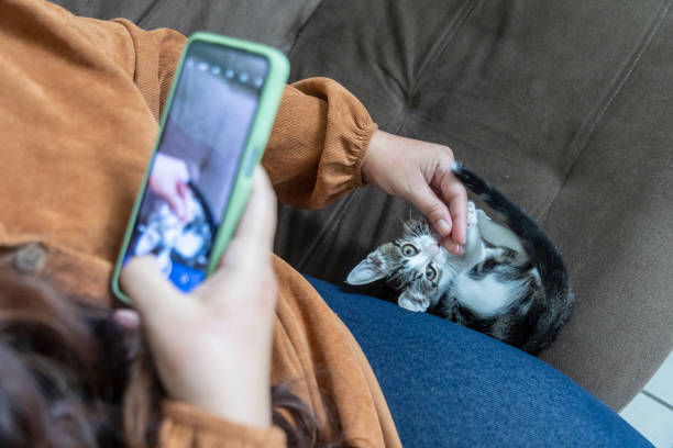 istock Pet kitten being photographed by cell phone 1470508187