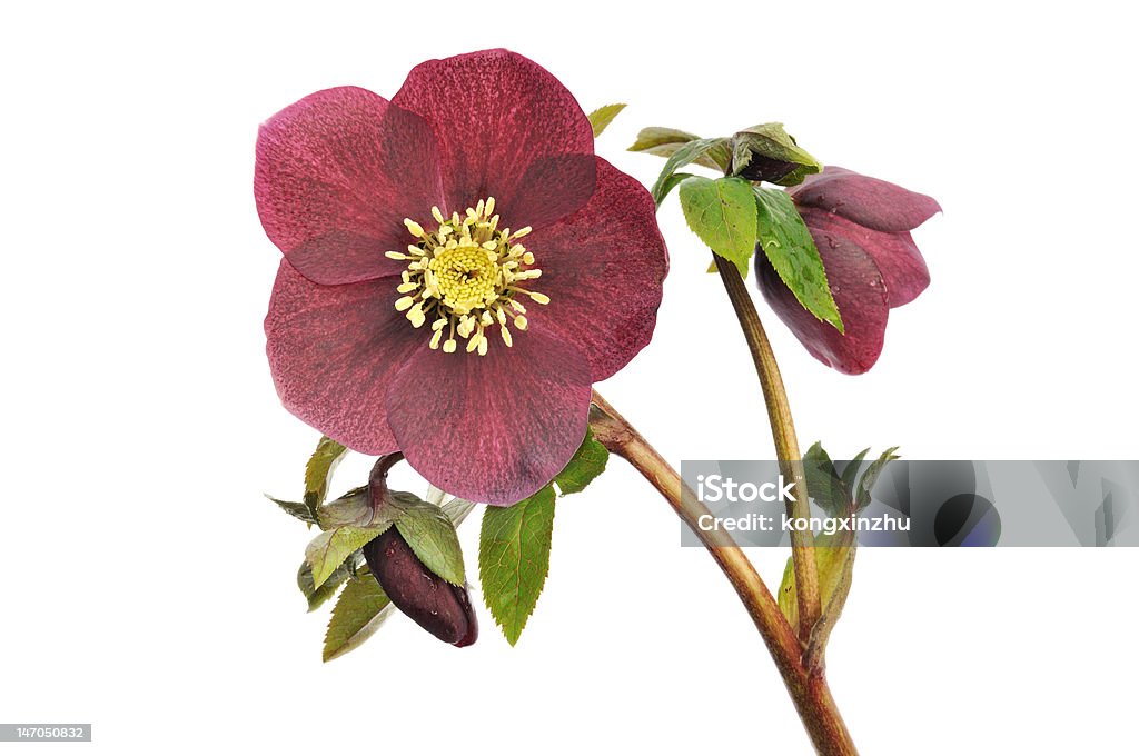 Helleborus rouge femme isolé sur blanc - Photo de Botanique libre de droits