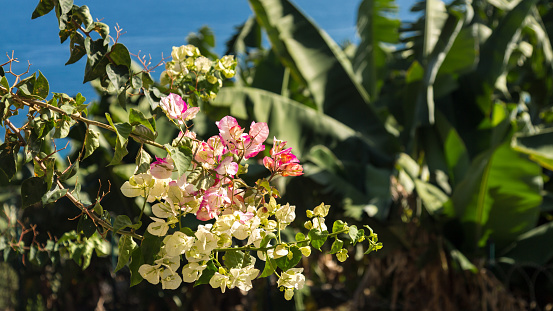 Flowering tree branch against background of blue sea.