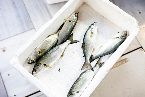 Fresh gilthead bream fish inside a plastic tray with cellophane cover packaging