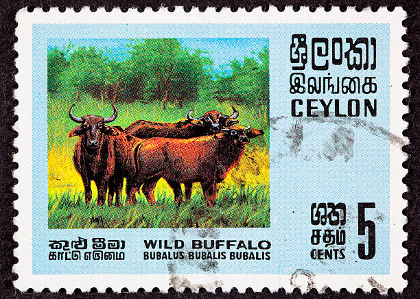 istock Ceylon Sri Lanka Postage Stamp Asian Water Buffalo Bubalus Bubalis 147050884