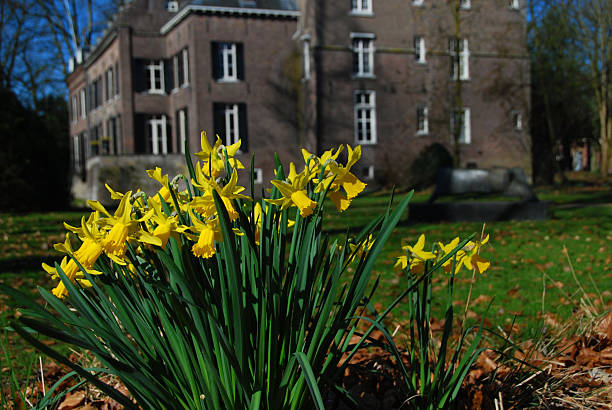 istock narcissus blooming in Castle garden 147050949
