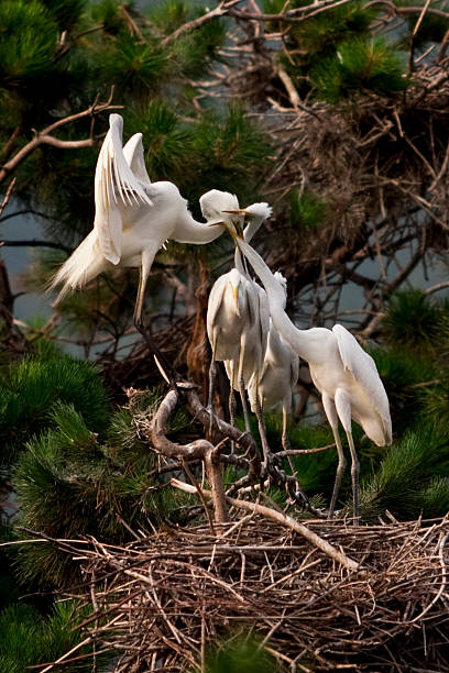 Egrets Family stock photo