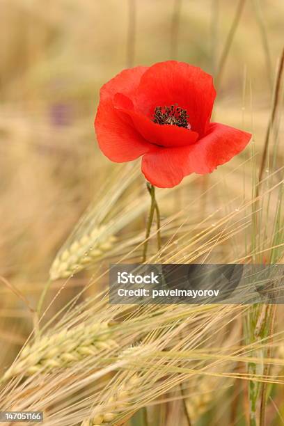 Poppies In Wheat Stockfoto und mehr Bilder von Mohn - Pflanze - Mohn - Pflanze, Weizen, Blume