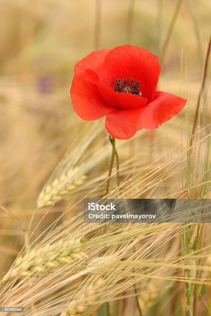 poppies nel grano - Foto stock royalty-free di Grano - Graminacee