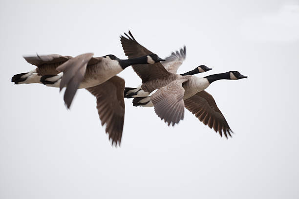 istock flying Canadian geese 147051182