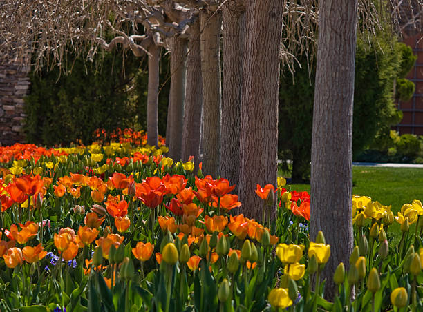 Tulipanes - foto de stock