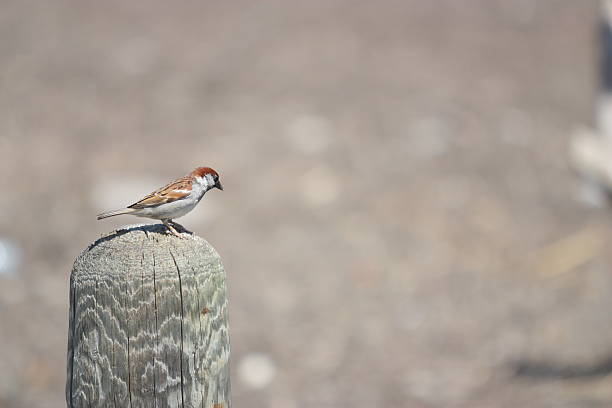 American Sparrow stock photo