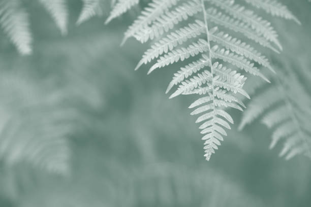 Soft background of beautiful natural wild leaves.