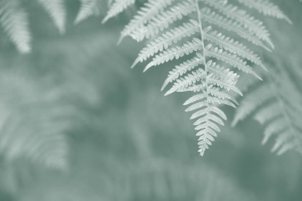 Ferns background in a delicate pastel green. stock photo