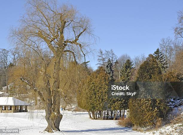 Willow Tree Stock Photo - Download Image Now - Horizontal, Nature, No People
