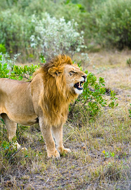 istock Wild male lion on the attack 147051423