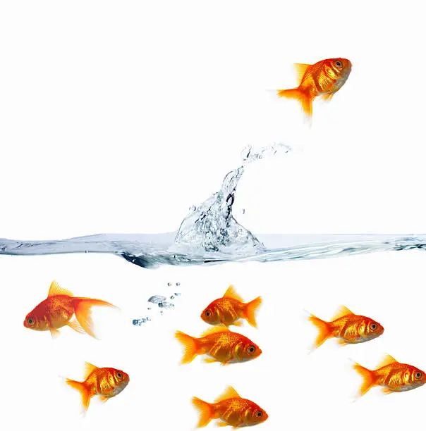 Photo of Goldfishes in water against white background