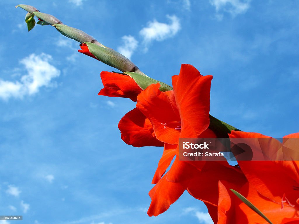 레드 Gladiolas - 로열티 프리 구름 스톡 사진