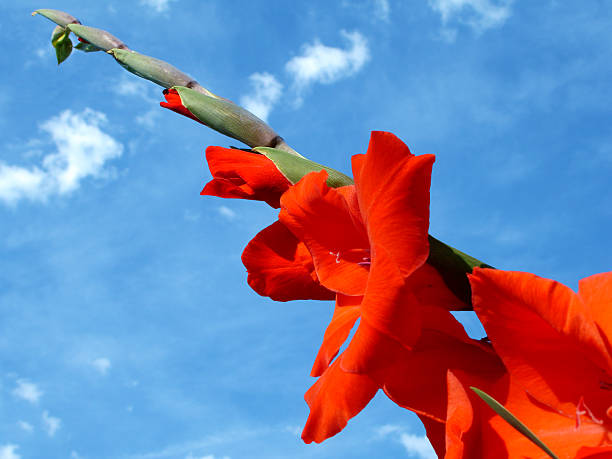 Gladiolas Network stock photo