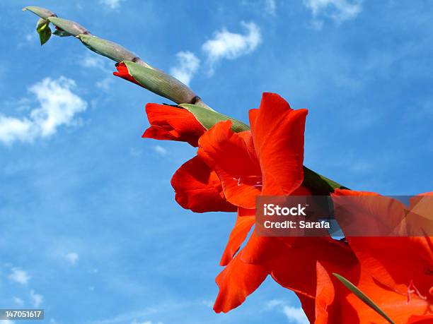 Foto de Red Gladíolos e mais fotos de stock de Alto - Descrição Geral - Alto - Descrição Geral, Azul, Botão - Estágio de flora