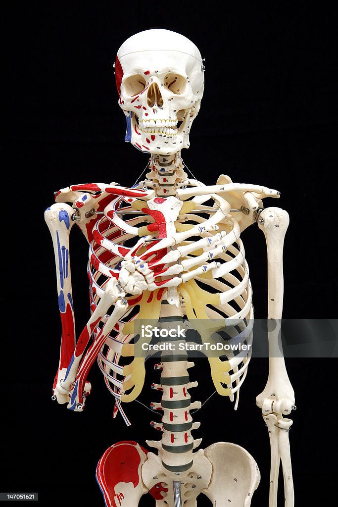 前部の使命を体現しているモデルスケルトン Alligience の - ヒトのアゴの骨のロイヤリティフリーストックフォト