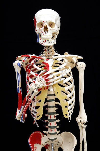 modelo anterior esqueleto dizer que o compromisso solene de alligience - floating rib imagens e fotografias de stock