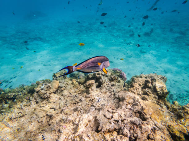 istock Underwater view on sohal surgeonfish at coral reef Red Sea 1470516228