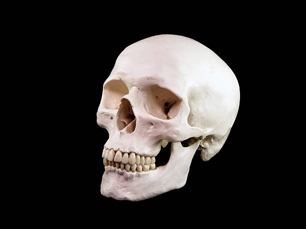 Human skull stock photo