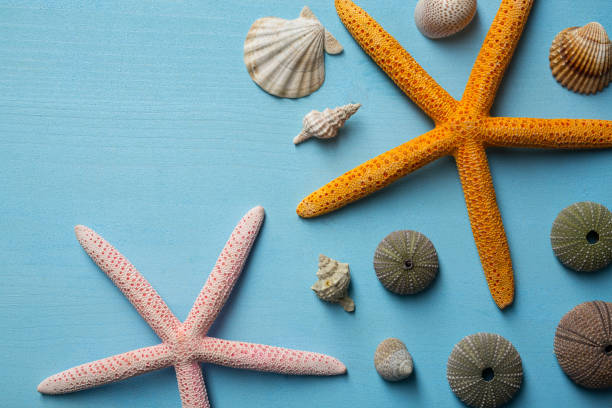 Sea stars and shells on wooden background Sea stars and shells on wooden background shell starfish orange sea stock pictures, royalty-free photos & images