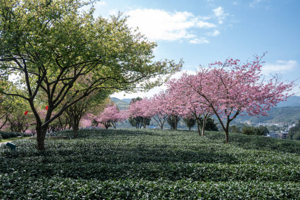 istock Flowering cherry planted in green tea garden 1470516551