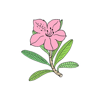 Rhododendron or Alpine rose. Evergreen alpine mountain shrub. Hand drawn contour vector illustration. Outline flower isolated on white background.