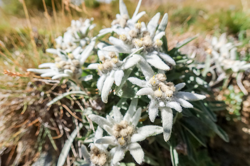 Sunlight on these beautiful wild flowers