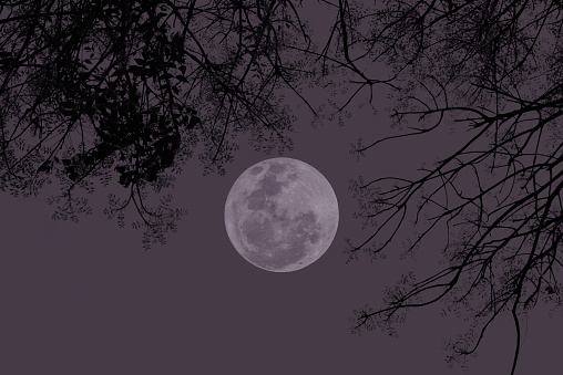 Full moon on the sky with tree branch silhouette.