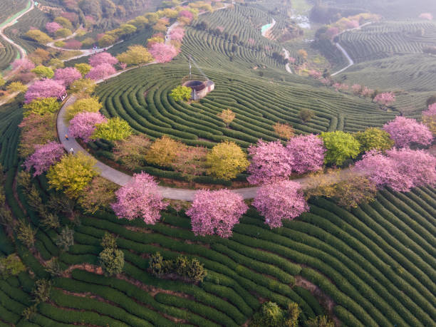 as linhas e formas das cerejeiras em flor no jardim de chá - china tea crop chinese culture traditional culture - fotografias e filmes do acervo