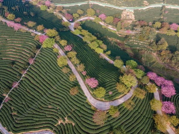 차 산의 차밭과 차밭의 벚꽃 나무의 공중보기 - china tea crop chinese culture traditional culture 뉴스 사진 이미지