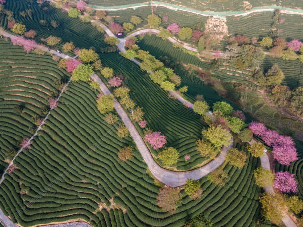 vista aérea do jardim de chá na montanha de chá e das cerejeiras em flor no jardim de chá - china tea crop chinese culture traditional culture - fotografias e filmes do acervo