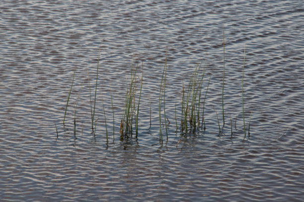 istock Reeds in the water. 1470517105