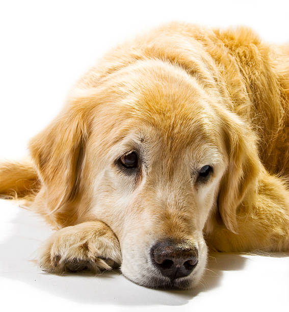istock sad golden retriever 147051717