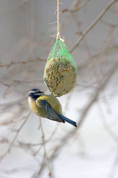 istock Photo of a blue tit using a feeder in winter 147051749