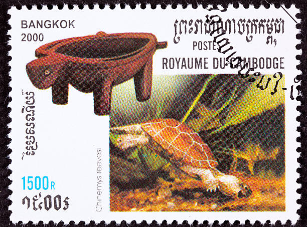 Canceled Cambodian Postage Stamp Swimming Chinese Pond Turtle Chinemys reevesii Swimming endangered Chinese Pond Turtle, Chinemys reevesii.  Also known as Reeve's Turtle, Chinese Three-keeled Pond Turtle, Golden Turtle, or Japanese Coin Turtle.  Turtle shaped bowl. - See lightbox for more mauremys reevesii stock pictures, royalty-free photos & images