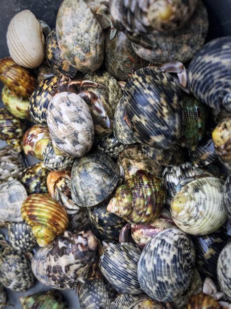 istock Animals from the sea are usually called bugs 1470517720